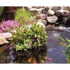 Complete Aquatics Floating Aquatic Plant Island  W  Container - Kidney