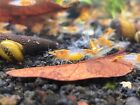10 1 Orange Rili Shrimp Live Freshwater Shrimp Aquarium Neocaridina Inverts