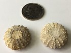 Set 2 Texas Fossil Cretaceous Echinoids Phymosoma Texanum Sea Urchin   75  L