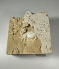 Tiny 2 Cm Travertine Crab Fossil From Turkey  Fossil Travertine Crab Potamon