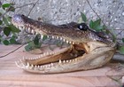 American Alligator Head 6   Skull Taxidermy Gator Teeth Xl Reptile Swamp Real