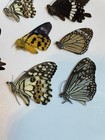 Lot Of 7 Real Butterfly Specimens  Mixed Species Collectible Display