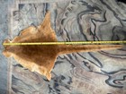 Vintage Genuine Australian Kangaroo Skin Rug Pelt Hide 60   w tail Soft Fur Tanned