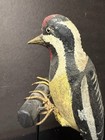 Yellow-bellied Sapsucker Carved Decoy On Display Perch stand  Antique  Unsigned