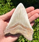 Rare Megalodon Tooth Fossil Baja Mexico 4 79    Shark Tooth Natural Meg Teeth