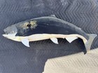 Salmon Fish Real Skin Taxidermy Full Body Wall Mount 34in Long