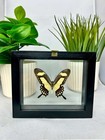 Real Butterfly In Black Frame Double Glass A  Grade Specimen 