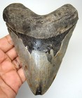 Megalodon Shark Tooth - Real Fossil 4 88    Large Shark Teeth - No Restorations