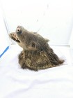 Javelina Taxidermy Mount Wild Boar 