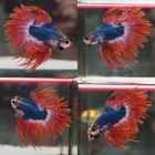 Live Betta Fish Crowntail Blue  Orange Male Ct Fancy Good Quality A41