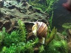 Mystery Snail  pomacea Bridgesii 