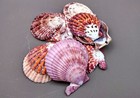 Calico Atlantic Scallop Seashells  10 Shells Approx  2  Inches  Purple Seashells