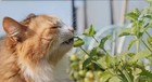 Organic Catnip Dried Cut -fresh -cats Kitten 100  Premium Treat 28 3g   01oz