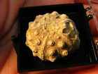 Fossil Sea Urchin Echinoid Thumbnail In Case Jurassic Morocco  032