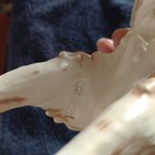 Goebel - Vintage  Large Red   White Irish Setter - 1978 Excellent Condition 