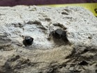 Fired Fed Sale  Spessartine Garnet On Rhyolite  Colorado  