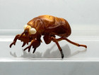 Japan Kaiyodo Choco Q Brown Cicada Nymph 233a Miniature Animal Realistic Figure
