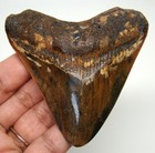 Megalodon Shark Tooth - Shark Teeth - Real Fossil - 2 98    - No Restorations