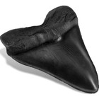 5 5 Inch Megalodon Tooth Black With Serrations - Free Shipping