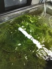 4 Stems  Of Hornwort Live Aquarium Plant  Buy 2 Get 1 Free