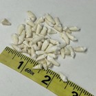 Lot Of 50 Assorted Small Coyote Teeth Real Cleaned Taxidermy Weird Odd Goth 3852