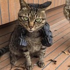 Generic Creative Cat 3d Printed Muscle Arms Halloween Costume Accessory Black