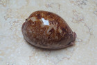 F Cypraea Mappa Rosea Singularis  Great Pattern 77 9mm Natural Glossy F    F  
