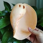 Large Indian Melon Volute Seashell Natural Conch Rare Real Beach Home Deco 7-8 