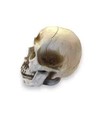 Skull Halloween Decor  Resin Figurine Tabletop Statue  Skeleton Head Gray