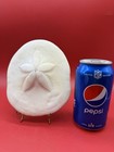 3 Puffy Sea Biscuit Sand Dollar Seashell Nautical Ocean Beach Decor