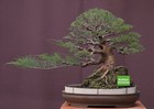 Big Sale - Bonsai Casuarina Equisetifolia A001 -  Unique Specimen - Real Picture