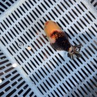 Ranchu Goldfish  4 5 Inch Live Fish Male