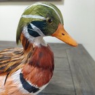Beautiful Mandarin Duck 8 5  Full Body Breeding Plummage Feathers Gorgeous Art