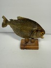 Vintage Taxidermy Fish Mount Piranha  Wood Display Curio Oddity 8 Inch