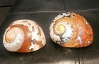 Set Of 2 Turbo Or  west Indian Sea Shells   W  Polished Mother Of Pearl Approx 4 