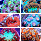 Coral Frag Value Pack   Multiple Sizes To Choose From  Click To See Them All 