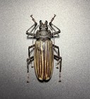 Cerambycidae  Xixuthrus Helleri  A-  74mm   1 Pc