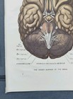 Antique 1912 Inside The Human Brain Anatomy Book Print Picture Cerebrum Nerves