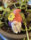 Colorful Daisy  Polymer Clay Gnome  Random Colors