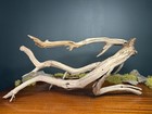 Xl 25    Manzanita Driftwood Branch  Aquarium  Terrarium  Aquascape home Decor