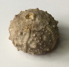 Fossilized Echinoderm Cretaceous Sea Urchin Species Salenia Texana Ocean Decor