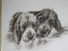 Orig Antique Watercolour Painting Of 2 Otterhounds Otter Hound Signed Dated 1911