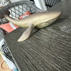 Solid Bronze Sperm Whale Statue 10x5