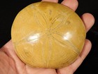 Big  Polished 150 Million Year Old  Sand Dollar Fossil Madagascar 200gr