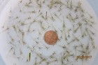 50  Live Freshwater Ghost Shrimp  Free Ship Fedex Air -cold Weather No Problem
