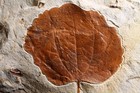 Richly Textured Zizyphodies Flabellum Leaf Fossil