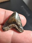 Fat Juvenile Hubbell Megalodon Fossil Sharks Tooth  98