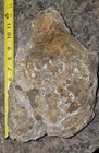 Large Fossilized Coral Head Specimen Kentucky Ordovician devonian  15 Pounds