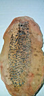 Mazon Creek Cone Fossil 
