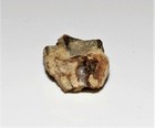 Triceratops Tooth Dinosaur Teeth Real Fossil Extinct Relic Jurassic World Nice